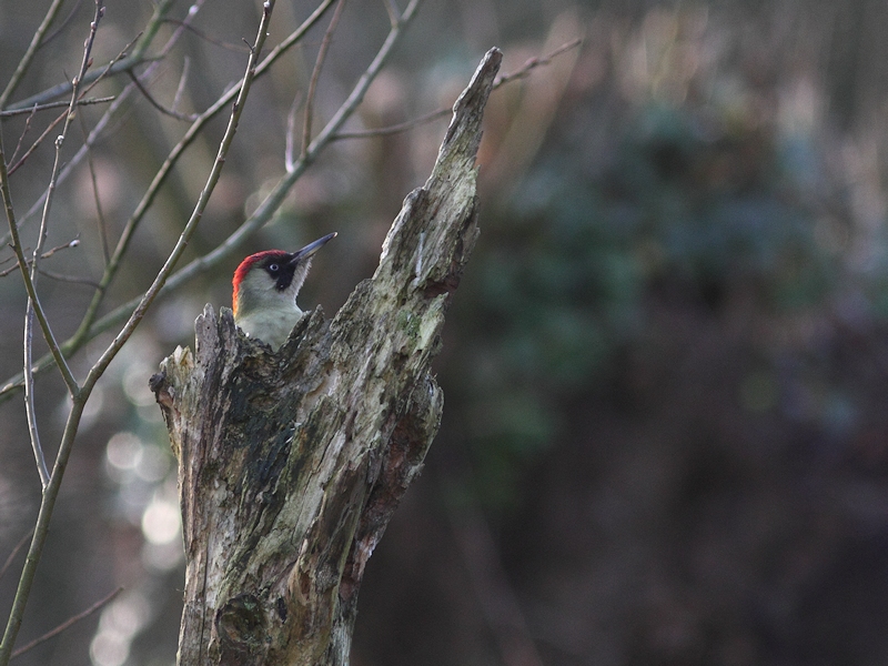 Vogels